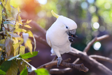 Sulphur crested Cockatoo