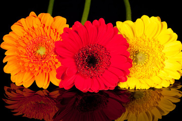 Colorful flowers of gerbera isolated on black background, mirror reflection