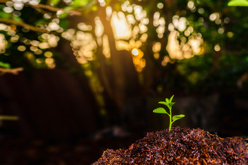 Plant,Seedlings grow in soil with sun light. Planting trees to reduce global warming.