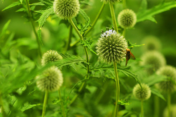 Bees bumblebees on globe thistle green flowers