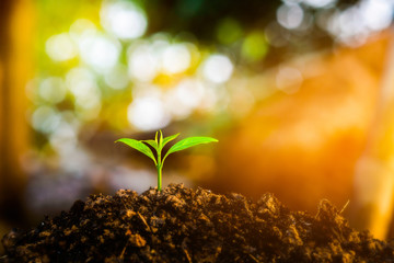 Seedling are growing in the soil with water drops and sunlight in the morning. / World Soil Day.