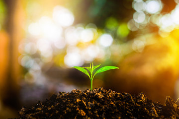 Seedling are growing in the soil with water drops and sunlight in the morning. / World Soil Day.