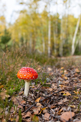grzyb muchomor w lesie jesień © rpetryk