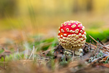 mały grzyb muchomor w lesie jesień © rpetryk