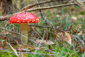 grzyb muchomor w lesie jesienią © rpetryk