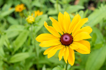 yellow flower on green background