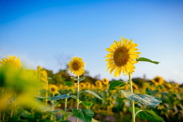 Obraz premium Sunflower field at sunset. 