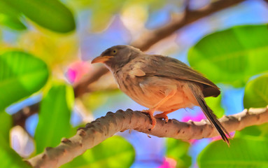 Babbler