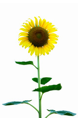 Sunflower isolated on white background.