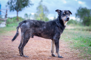 Closeup dog sick leprosy skin problem 