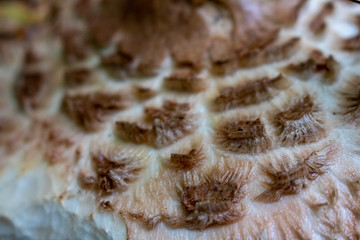 Close Up Of Shaggy Parasol Wild Mushrooms in Nature