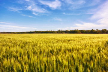Green meadow under blue sky with clouds