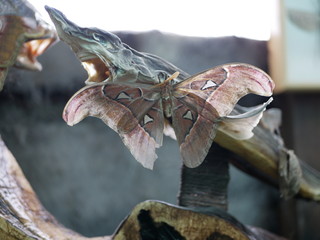 A large peacock-eyed Atlas butterfly sits with its wings spread on a stuffed fish. A tropical butterfly with a large wingspan and lush antennae. Attacus Atlas. 