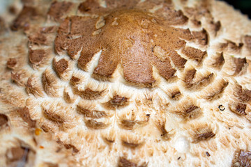 Close Up Of Shaggy Parasol Wild Mushrooms in Nature