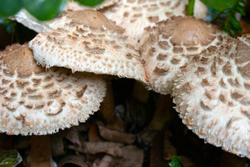 Close Up Of Shaggy Parasol Wild Mushrooms in Nature