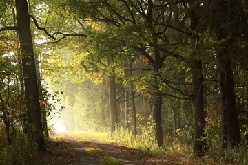 Rural road among oaks through a misty autumn forest during sunrise