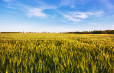 Green meadow under blue sky with clouds