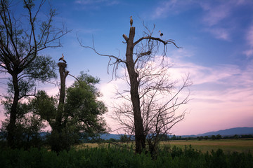 Some storks on bare trees at sunset