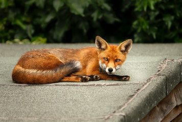 Urban red fox sleeping on the roof of a shed