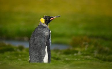 Close up of a juvenile king penguin with molting feathers