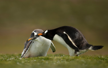 Obraz premium Close up of an adult Gentoo penguin pecking a chick