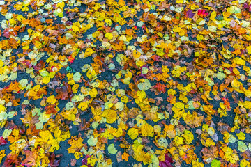 Fototapeta na wymiar Colorful backround image of wet fallen autumn leaves perfect for seasonal use