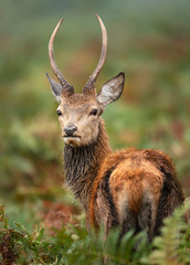 Close up of a young red deer buck