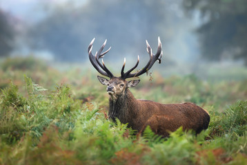 Red deer stag during rutting season in autumn