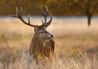 Red deer stag during rutting season in autumn