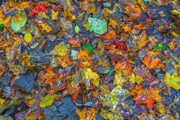 Colorful backround image of wet fallen autumn leaves perfect for seasonal use