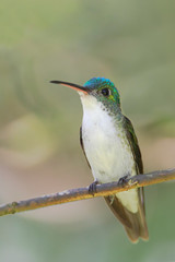 Andean Emerald (Amazilia franciae) sitting on branch in Alambi cloud forest, Ecuador