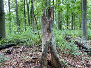 Tree stump