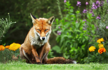 Close up of a red fox in a garden