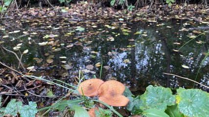 Mushroom in front of river