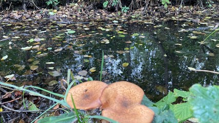 Mushroom in front of river