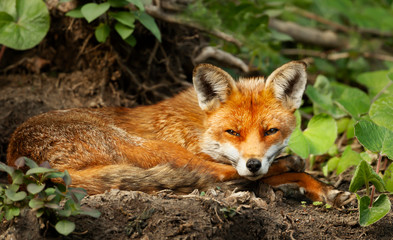 Close up of a red fox laying on the ground - Powered by Adobe