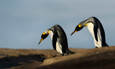 Fototapeta na wymiar Close up of two King penguins trying to cross a ditch