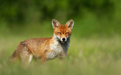Close up of a red fox in grass