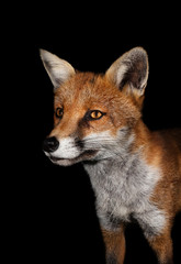 Fototapeta premium Close up of a Red fox against black background