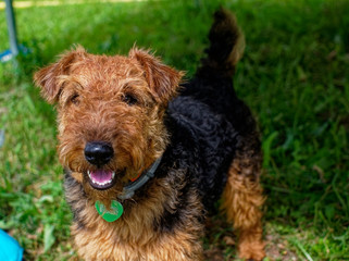 Welsh Terrier summer in the country, Russia.