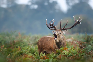 Red deer stag calling during rutting season in autumn