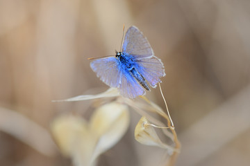 Papillon nommé bleuet
