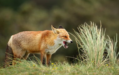 Close up of a red fox standing in grass