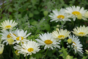 Flowering. Chamomile. Blooming chamomile field, Chamomile flowers. Natural herbal treatment. Chamomile background.