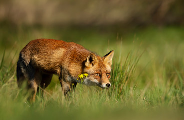Close up of a red fox standing in grass
