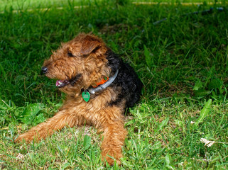 Welsh Terrier summer in the country, Russia.