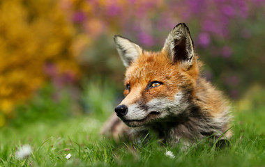 Close up of a red fox in a garden