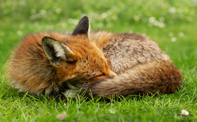 Close up of a red fox sleeping in grass