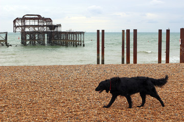 Brighton West Pier. The derelict west pier in Brighton, England with a black dog passing by in the...