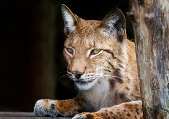 Close up of Eurasian lynx against black background